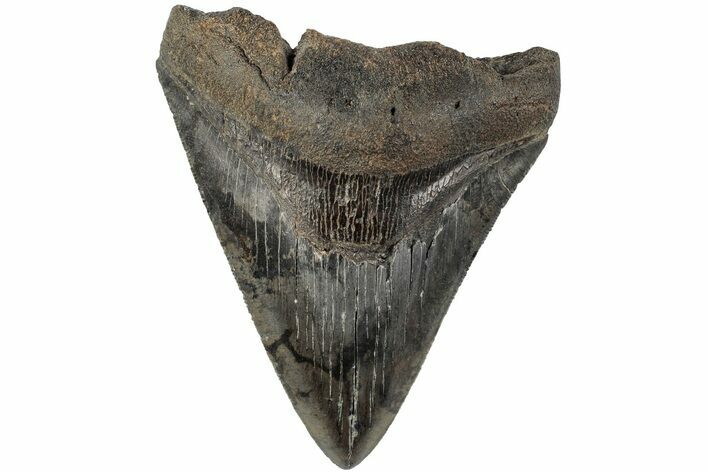 Serrated, 3.91" Fossil Megalodon Tooth - South Carolina